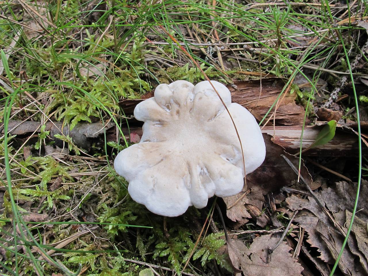 Clitopilus prunulus