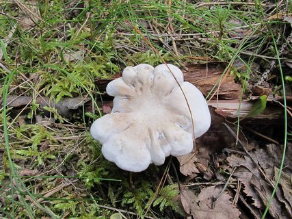 Clitopilus prunulus