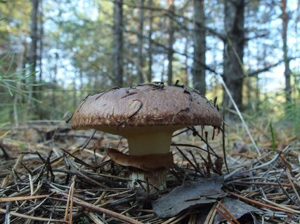 Suillus luteus