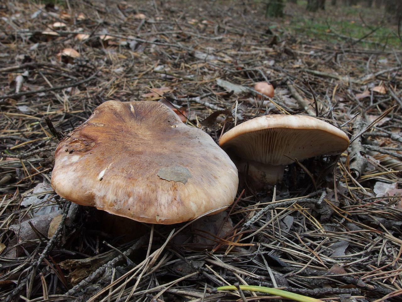 Tricholoma albobrunneum