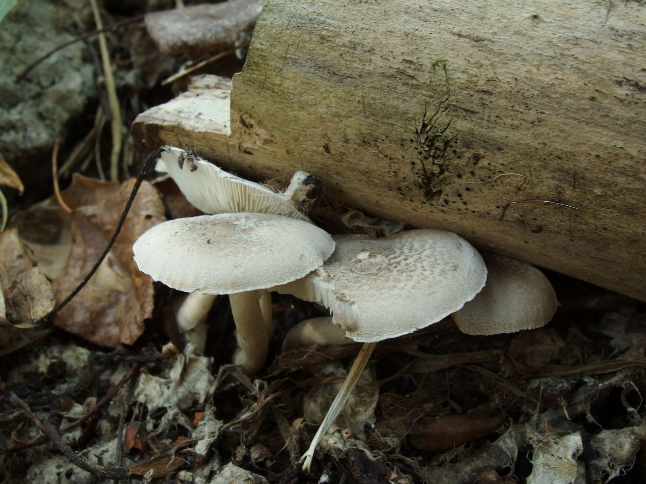 Tricholoma argyraceum