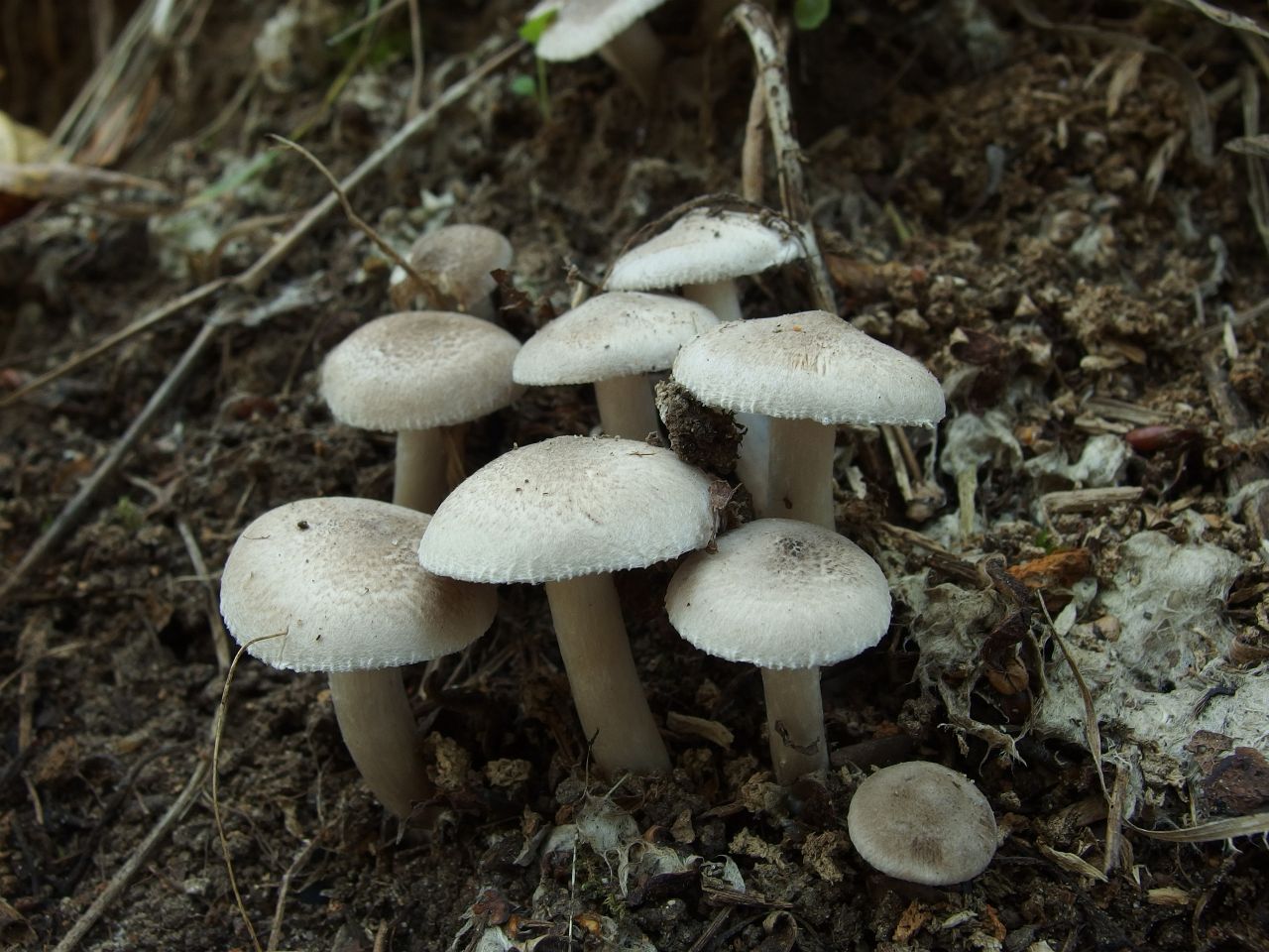 Tricholoma argyraceum