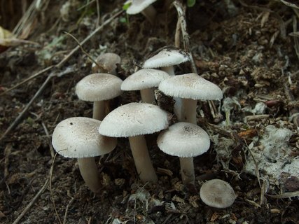 Tricholoma argyraceum