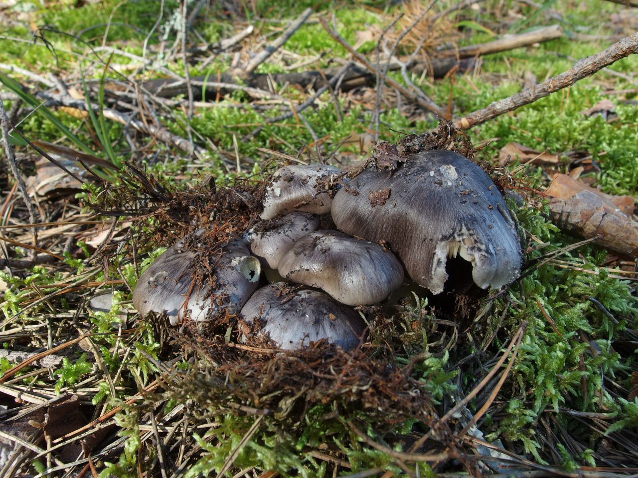 Tricholoma portentosum