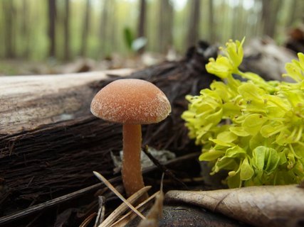 Tubaria furfuracea