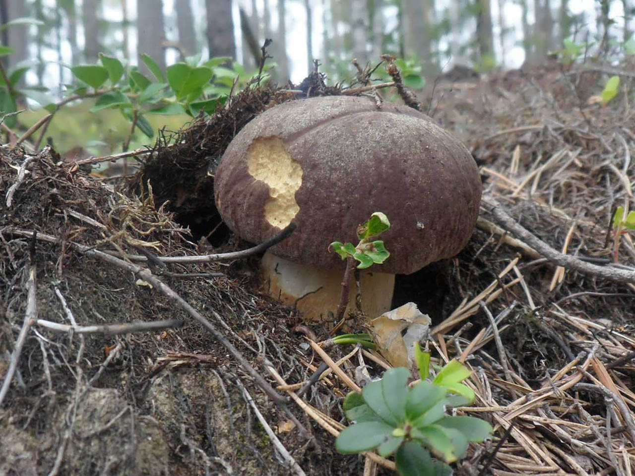 Boletus pinophilus