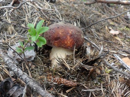 Boletus pinophilus