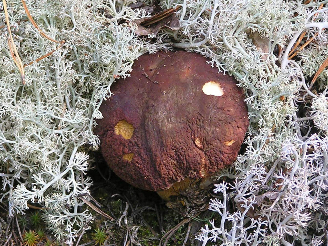 Boletus pinophilus
