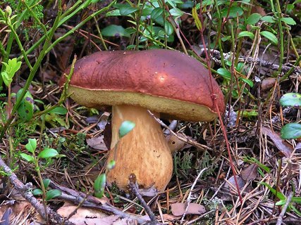Boletus pinophilus