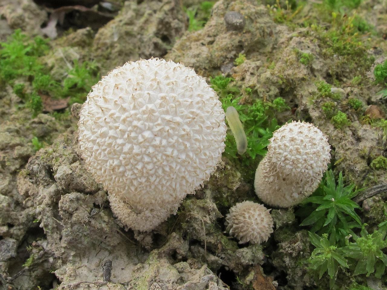 Lycoperdon marginatum