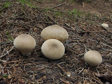 Lycoperdon umbrinum