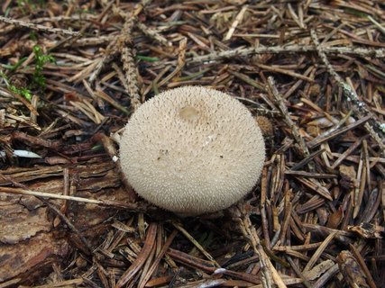 Lycoperdon umbrinum