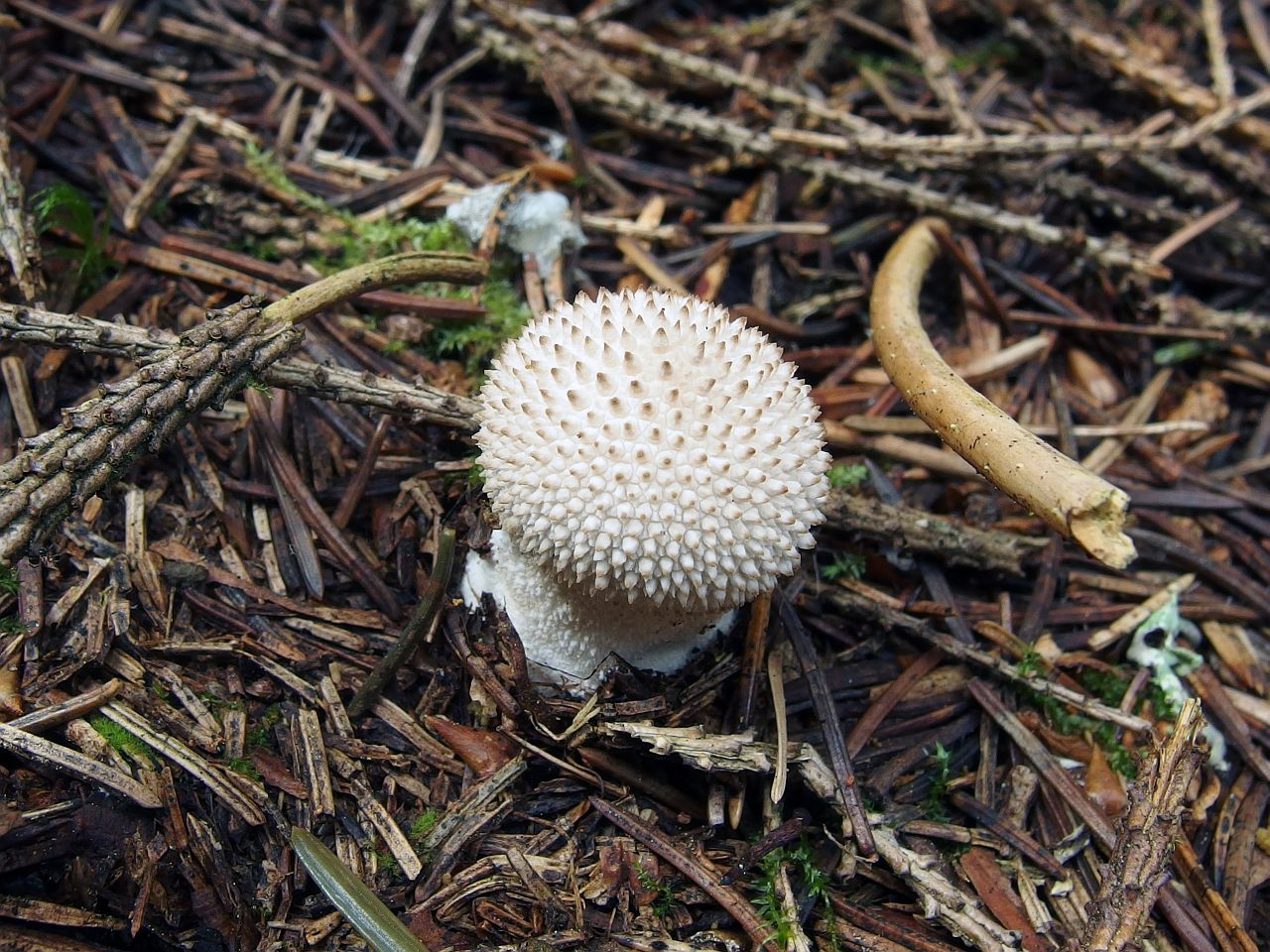 Lycoperdon perlatum