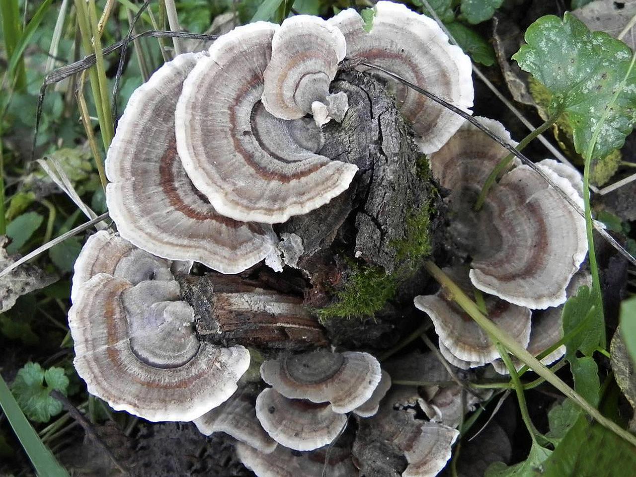 Trametes versicolor
