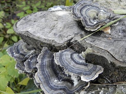 Trametes versicolor
