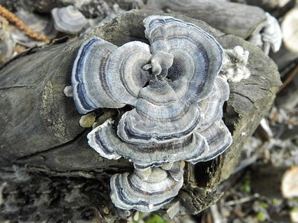 Trametes versicolor