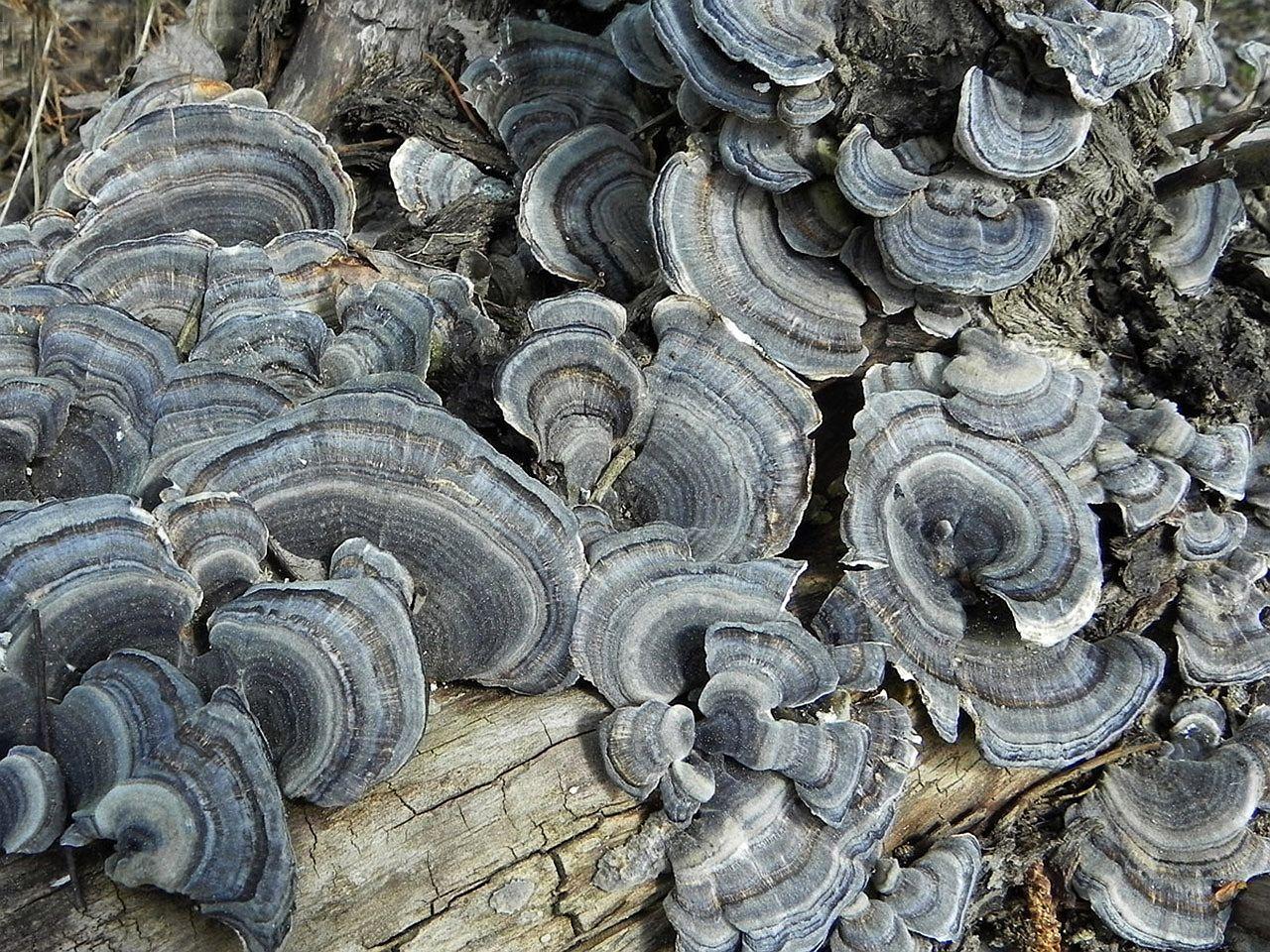 Trametes versicolor