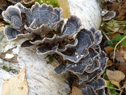 Trametes versicolor