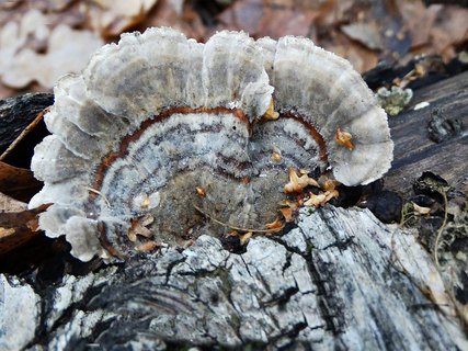Trametes versicolor