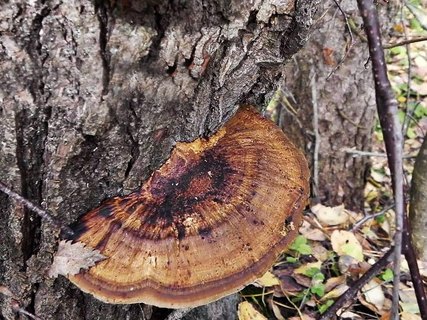 Daedaleopsis confragosa