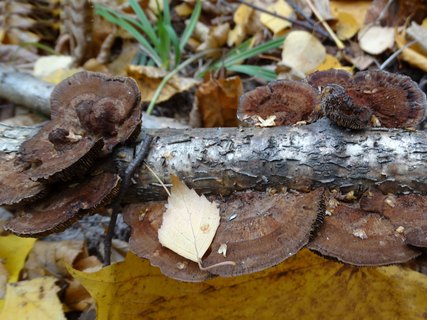 Daedaleopsis confragosa