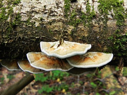 Daedaleopsis septentrionalis