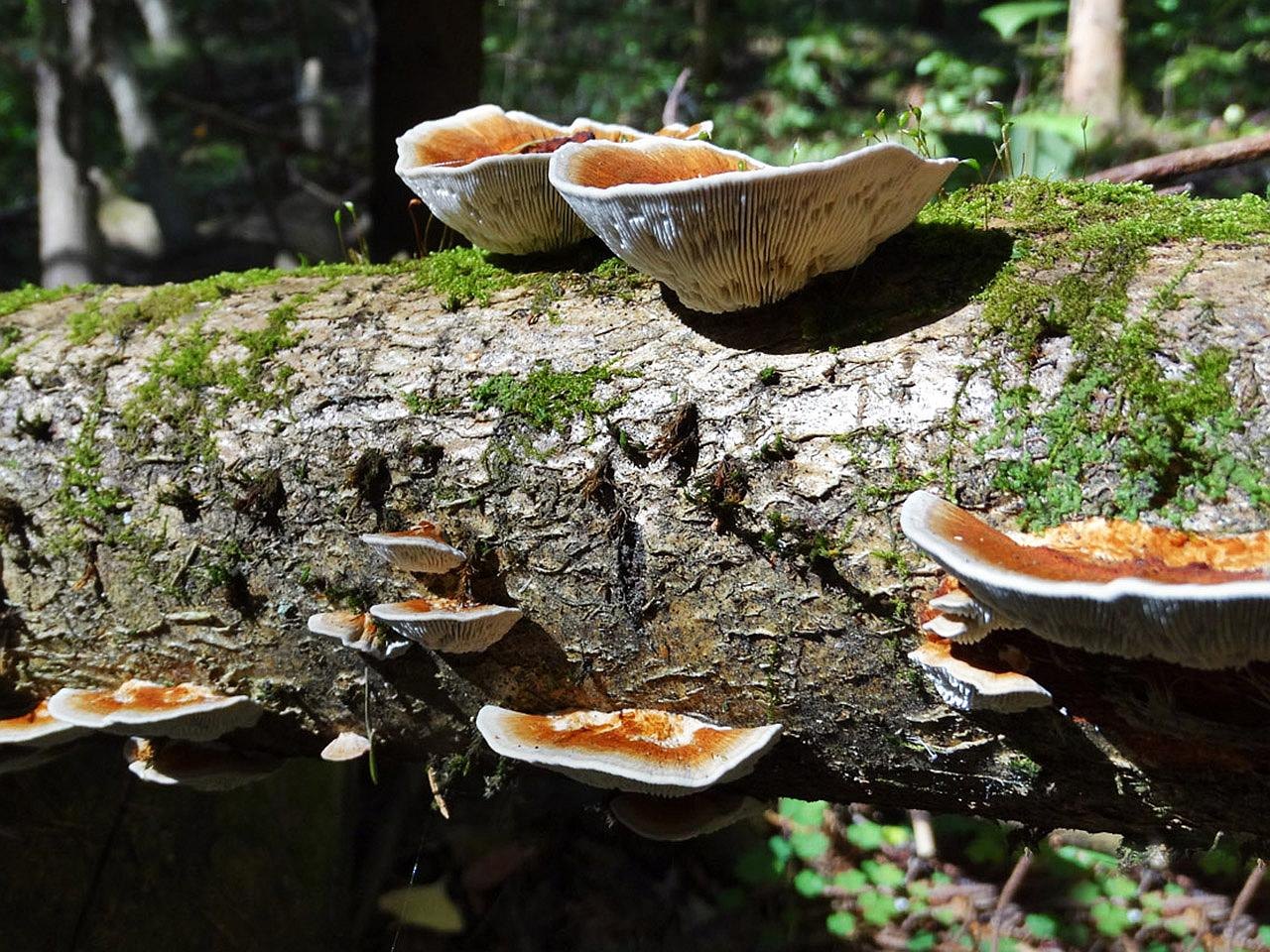 Daedaleopsis tricolor