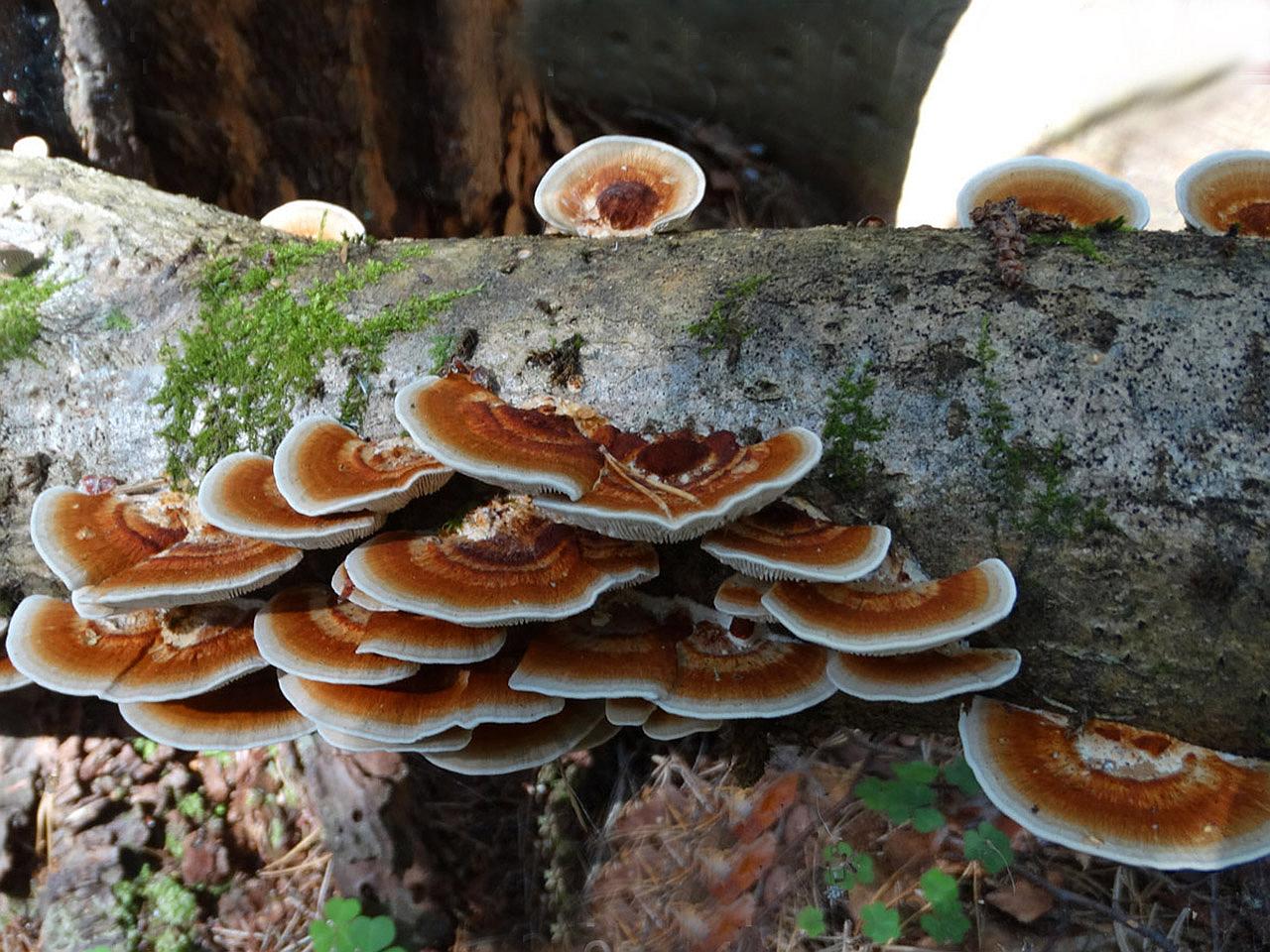 Daedaleopsis tricolor