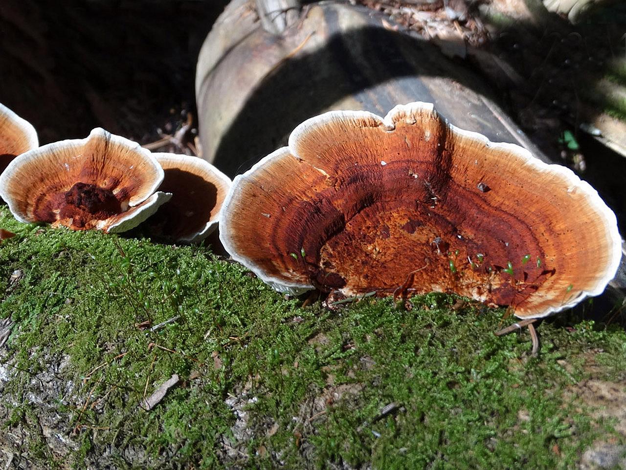 Daedaleopsis tricolor