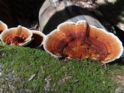 Daedaleopsis tricolor