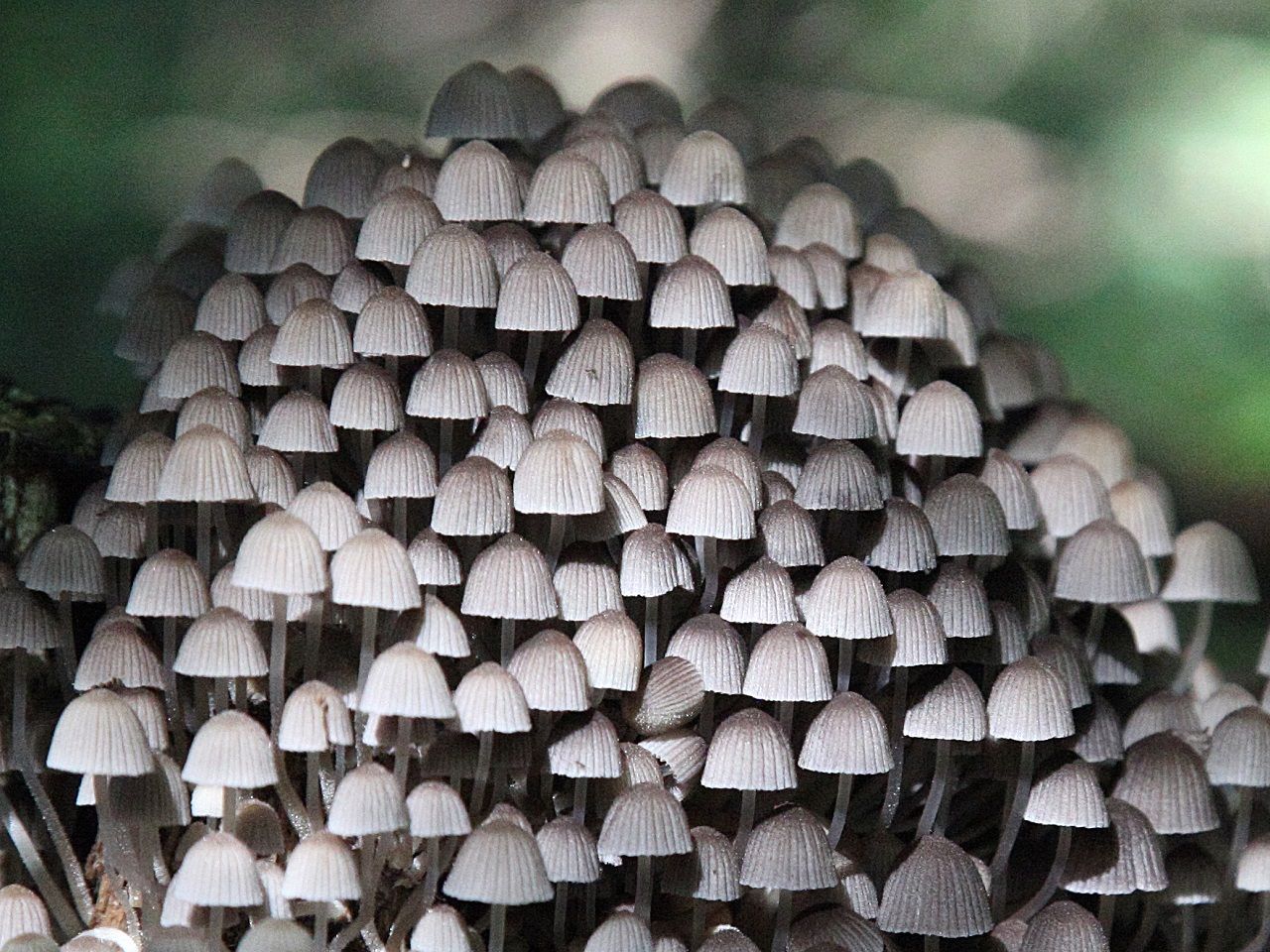 Coprinellus disseminatus