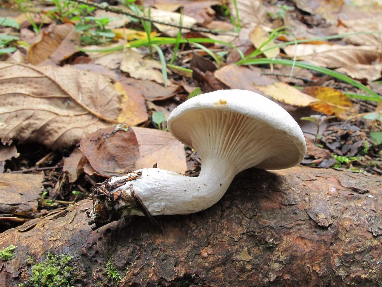 Clitopilus prunulus
