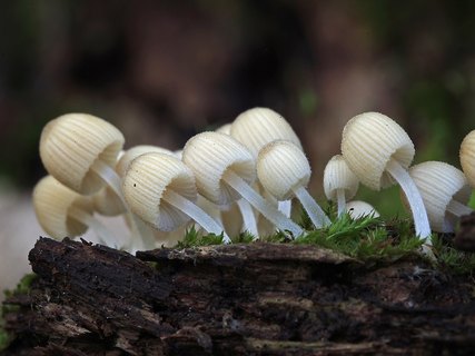 Coprinellus disseminatus