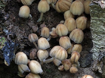 Coprinellus truncorum