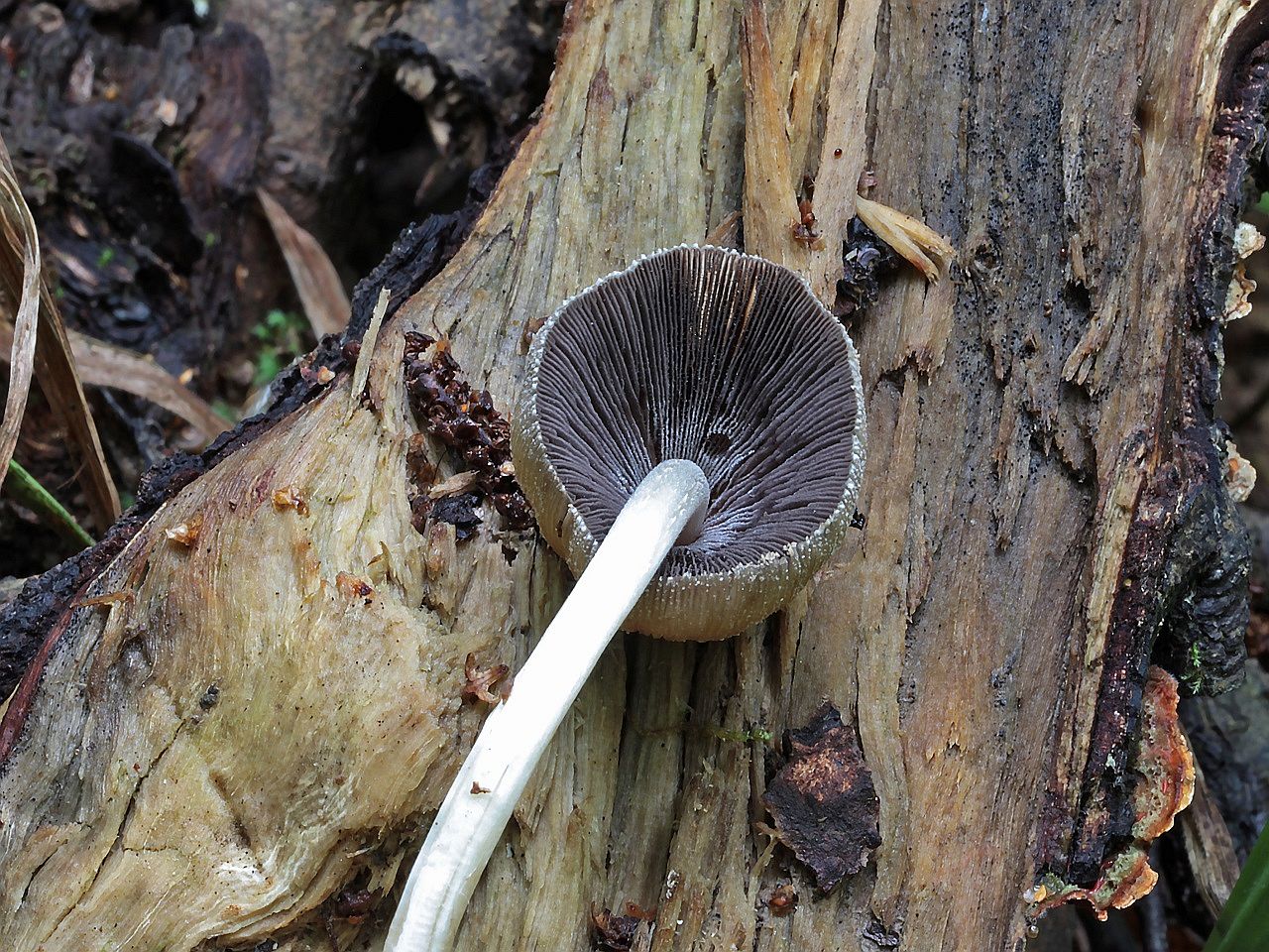 Coprinellus truncorum