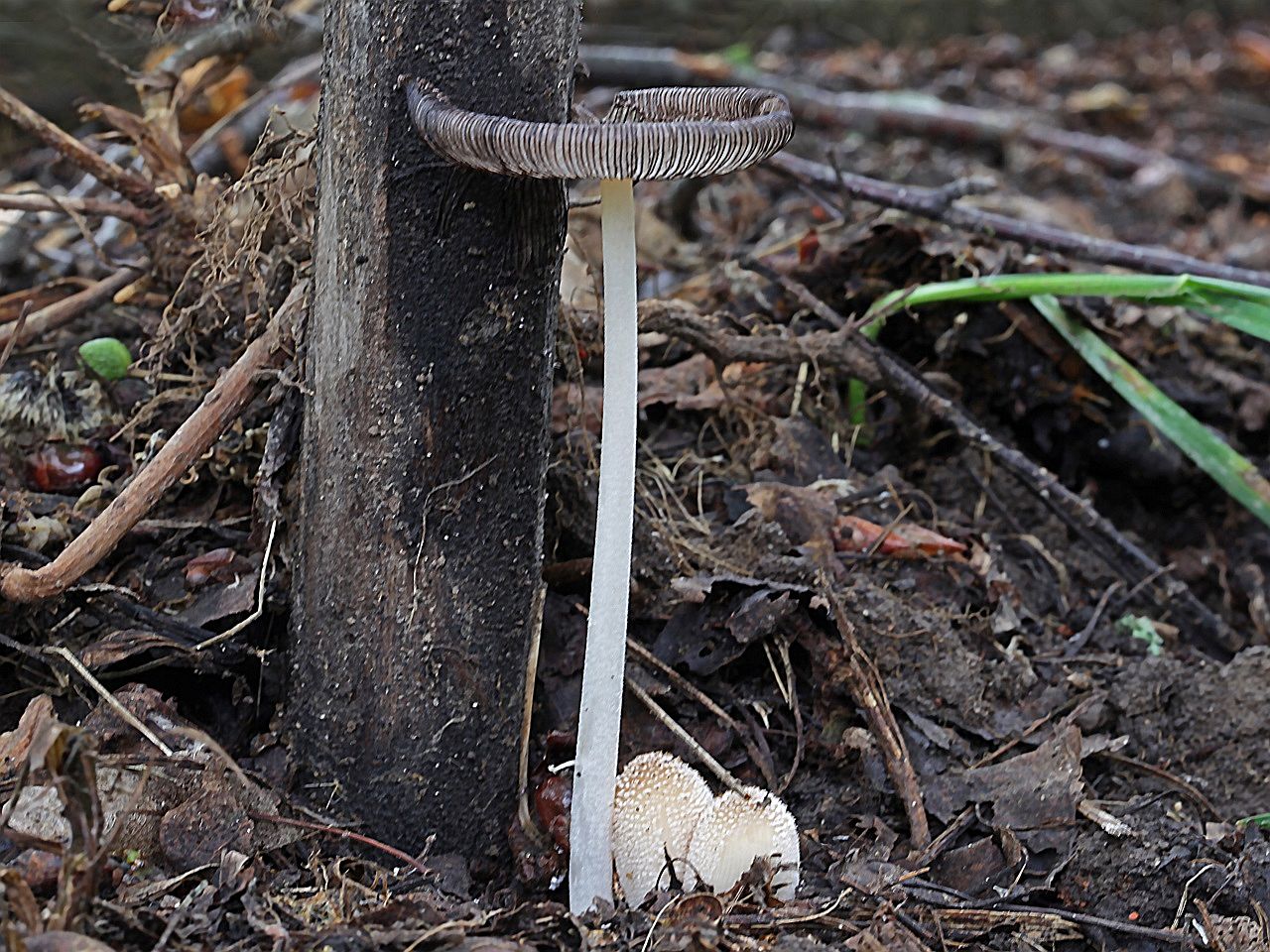 Coprinellus domesticus