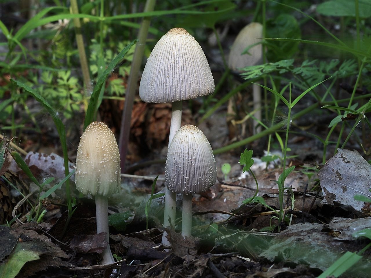 Coprinellus xanthothrix