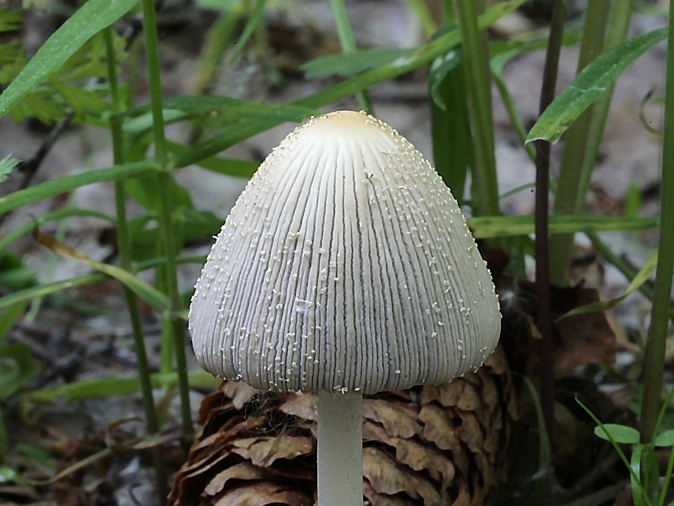 Coprinellus xanthothrix