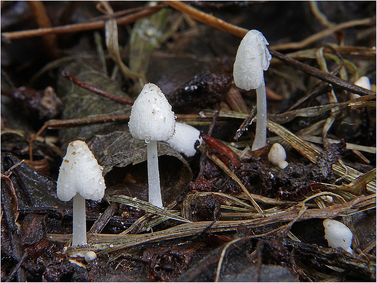 Coprinopsis friesii