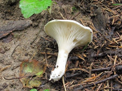 Clitopilus prunulus