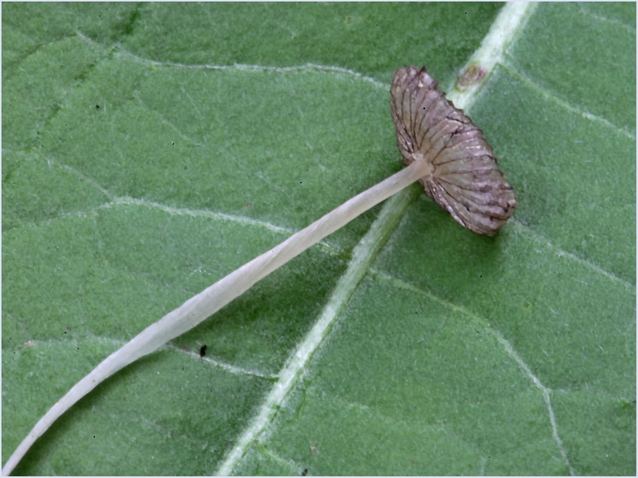 Coprinopsis friesii