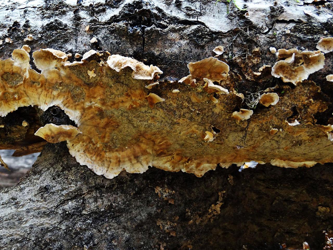 Stereum rugosum