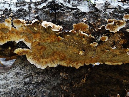 Stereum rugosum