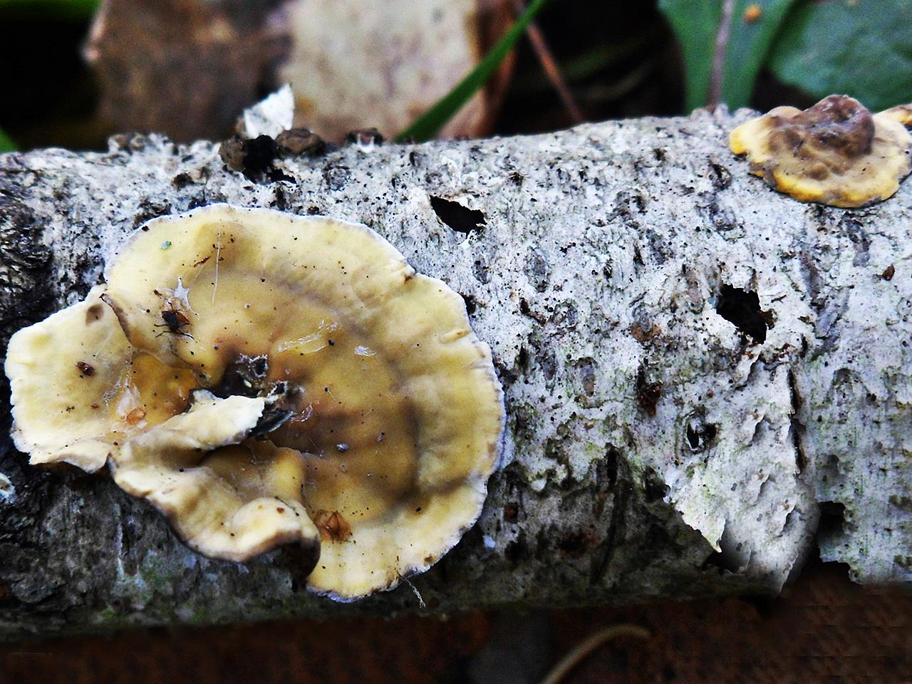 Stereum hirsutum