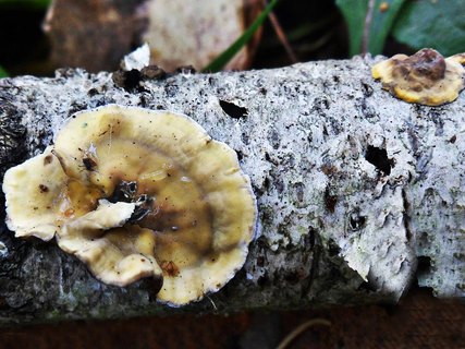 Stereum hirsutum