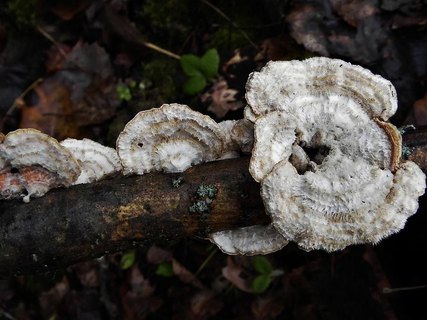 Stereum hirsutum