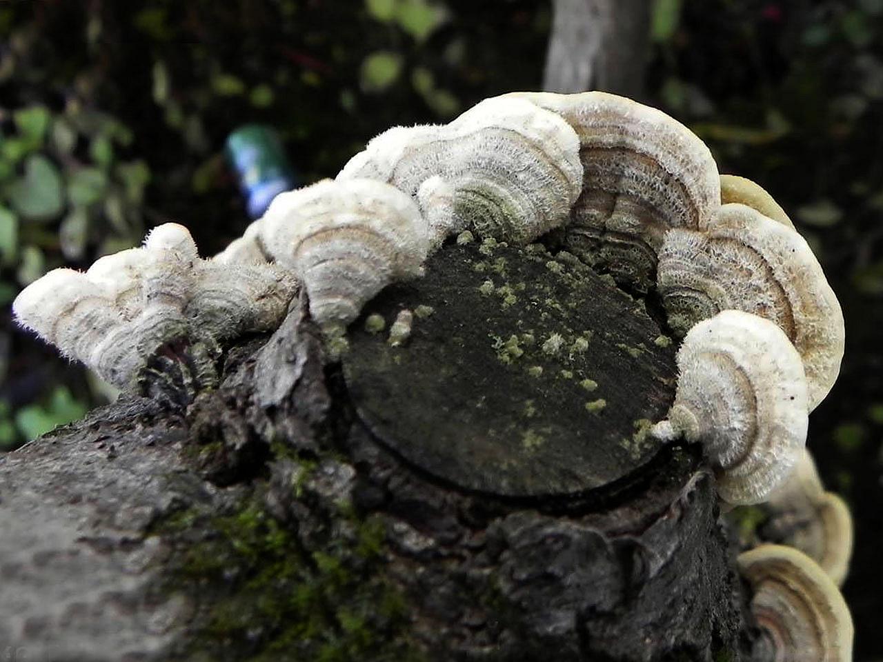 Stereum hirsutum