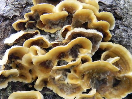 Stereum hirsutum
