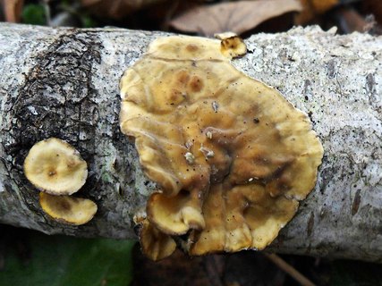 Stereum hirsutum