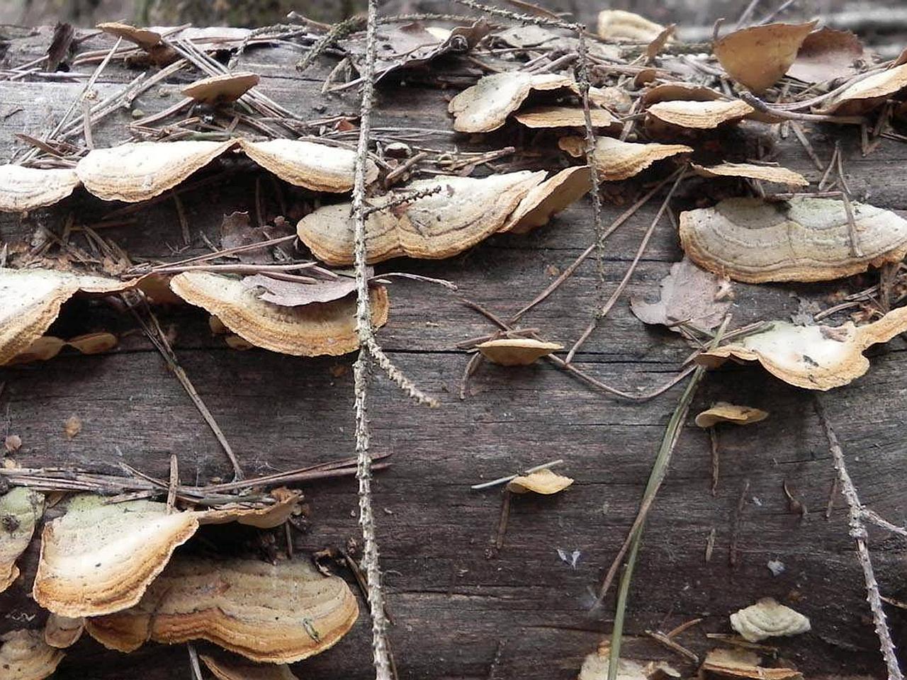 Stereum subtomentosum